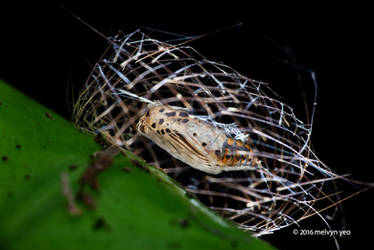 Arctiine moth pupa (Cyana sp.)