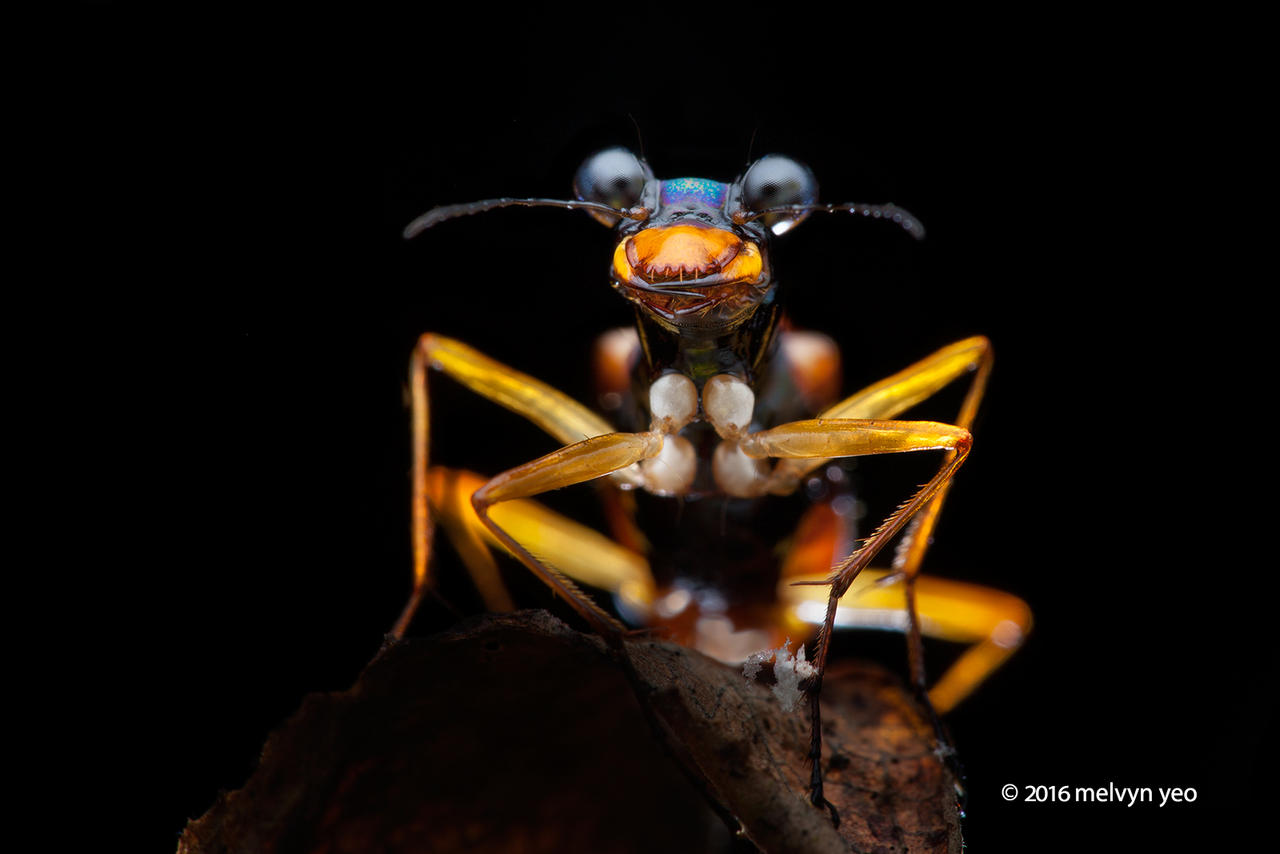 Tiger Beetle Therates sp.