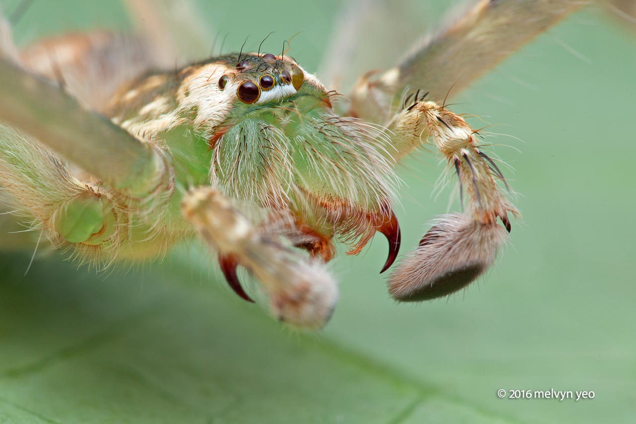 Huntsman Spider Gnathopalystes Sp By Melvynyeo On Deviantart Huntsman Spider Gnathopalystes Sp By Melvynyeo On Deviantart
