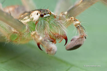 Huntsman spider (Gnathopalystes sp.)