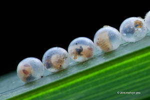 Eggs with parasites