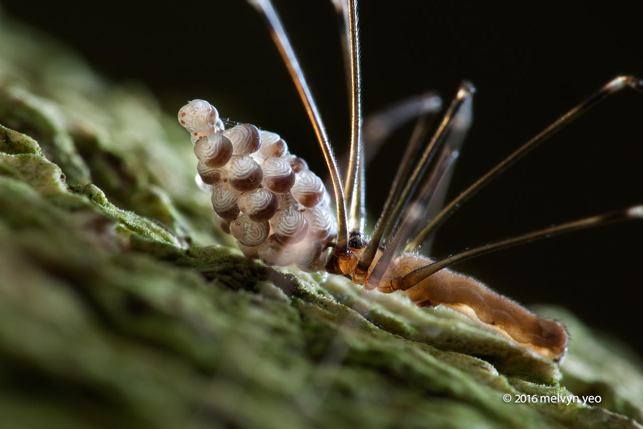 Daddy Long Legs Spider With Eggs By Melvynyeo On DeviantArt daddy-long-legs-spider-with-eggs-by-melvynyeo-on-deviantart