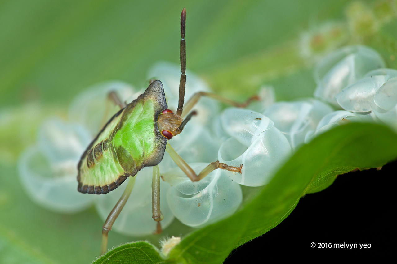 Giant stink bug babies by melvynyeo on DeviantArt