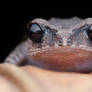 Leptobrachium nigrops (Blacked-eyed Litter Frog)