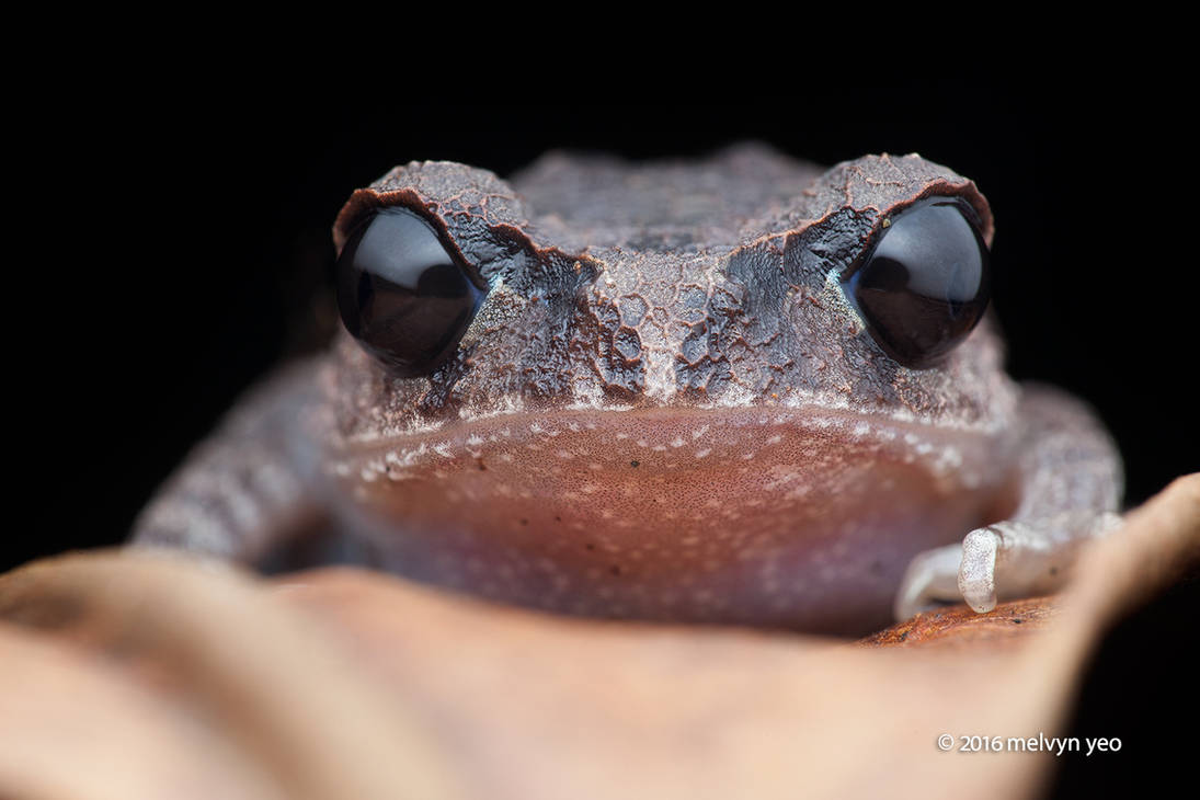 Leptobrachium nigrops (Blacked-eyed Litter Frog) by melvynyeo