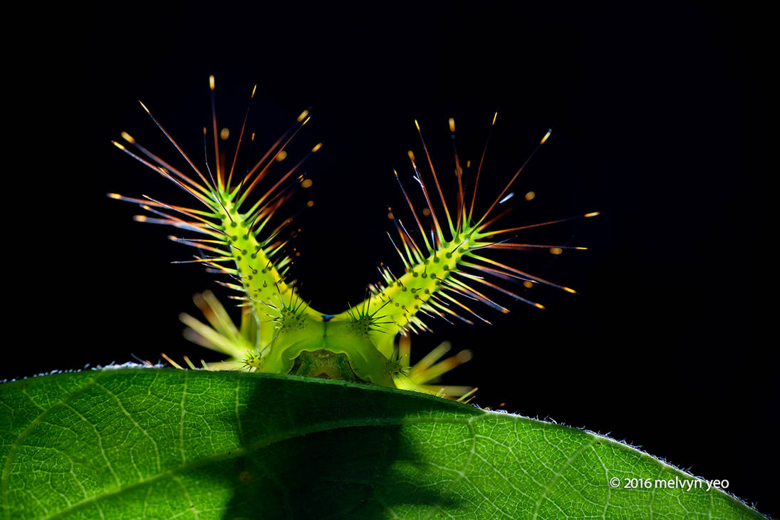 Stinging Nettle Slug Caterpillar by melvynyeo