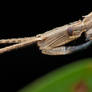 Assassin Bug Nymph