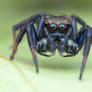 Wide-jawed jumping spider (Parabathippus sp.)