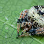 Orb Weaver Spider Eriovixia sp.