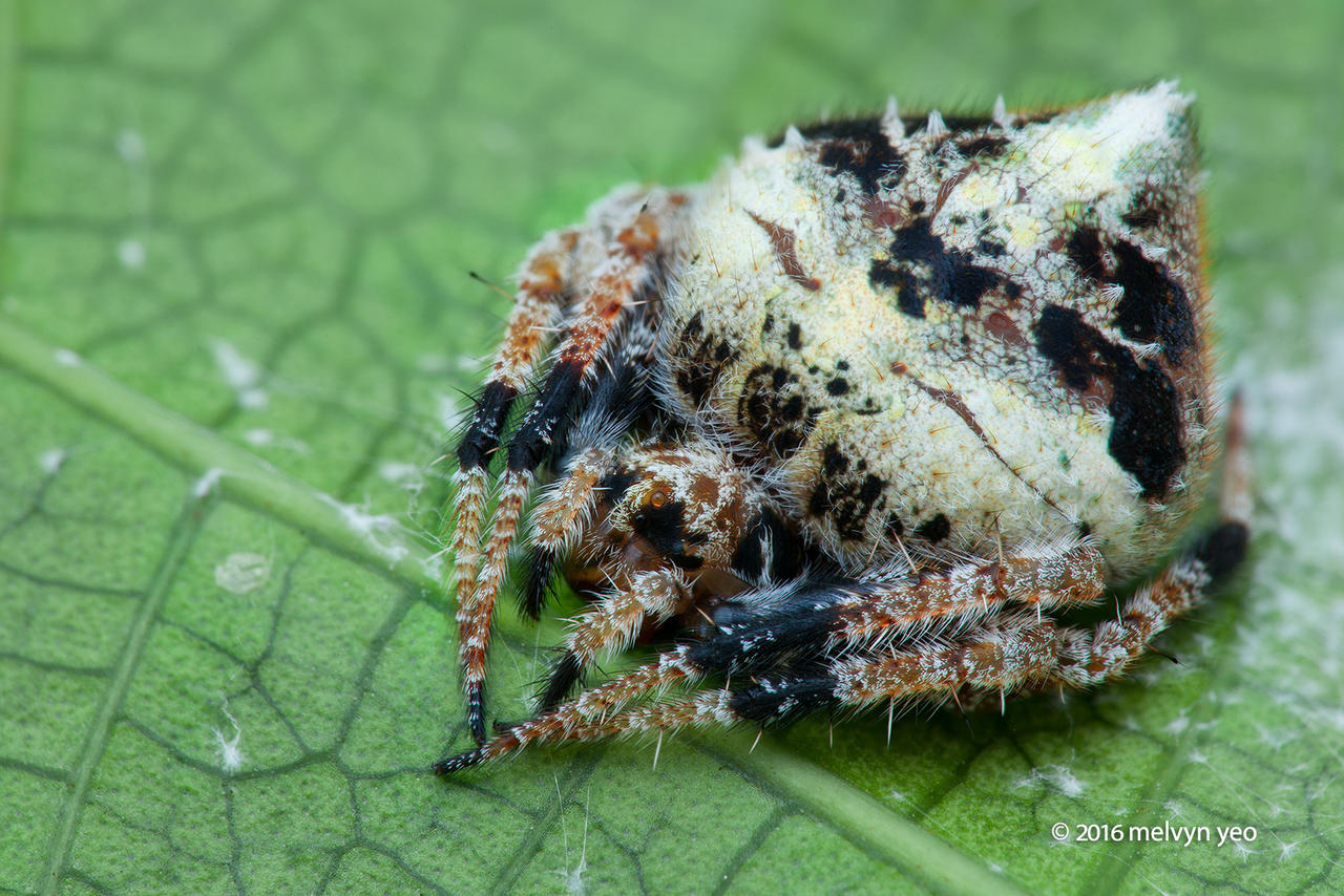 Orb Weaver Spider Eriovixia sp.