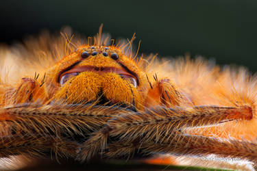 Heteropoda davidbowie by melvynyeo