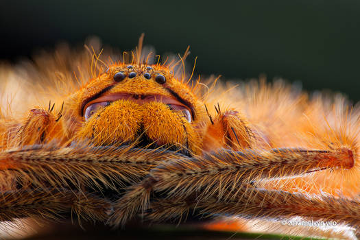 Heteropoda davidbowie