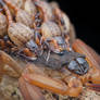 Bark scorpion (Lychas scutilus)
