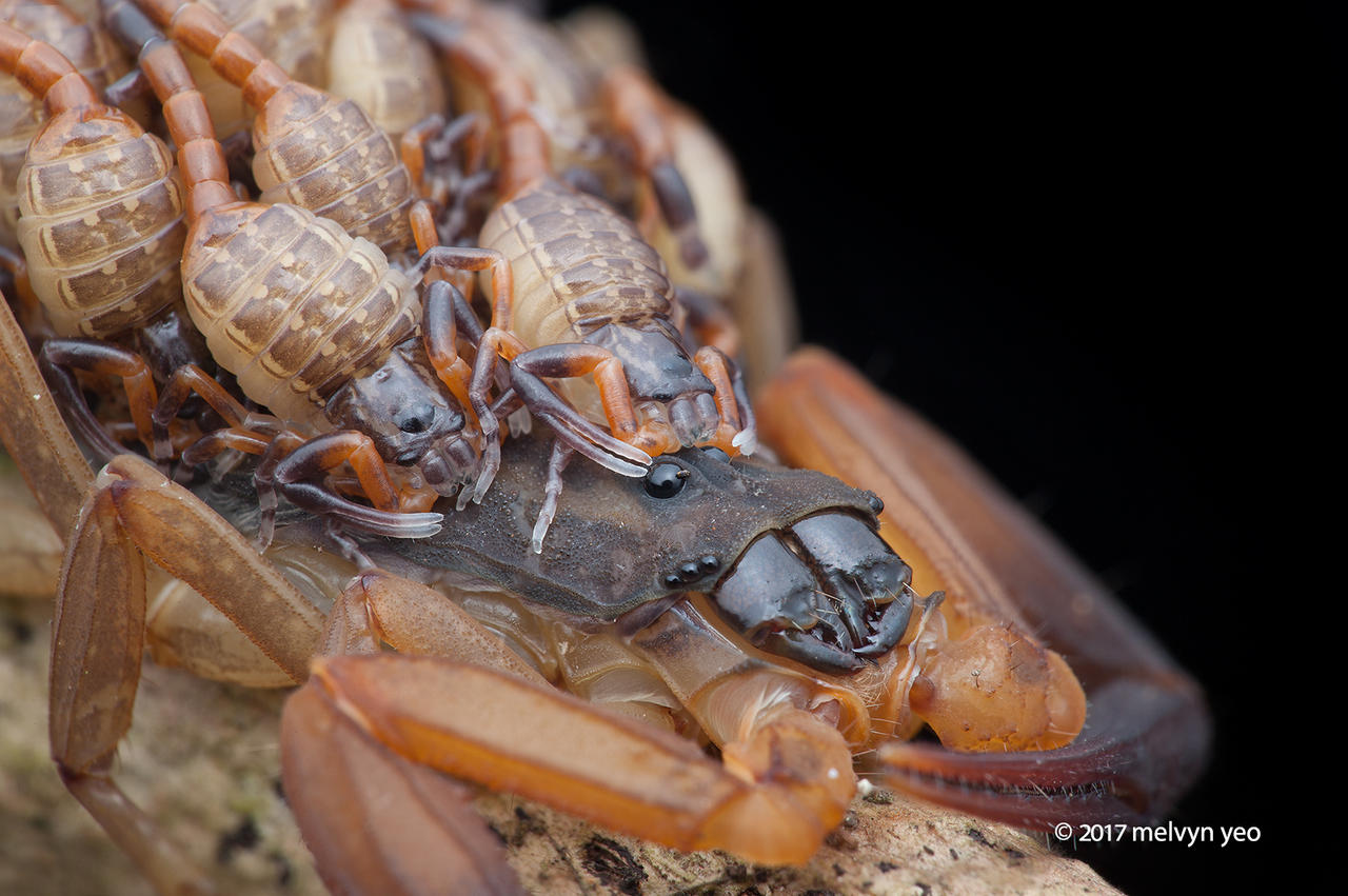 Bark scorpion (Lychas scutilus)