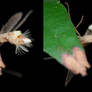 Flour moth with hair pencil (Pyralidae)