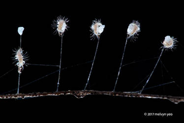 Lacewing larva hatching