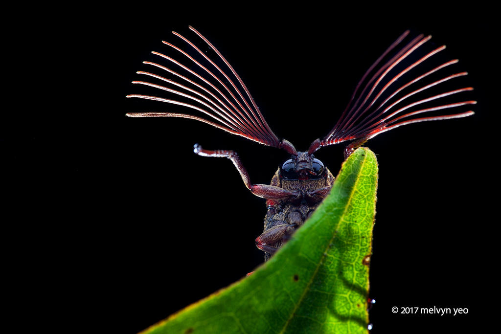 Cedar beetle (Callirhipidae)