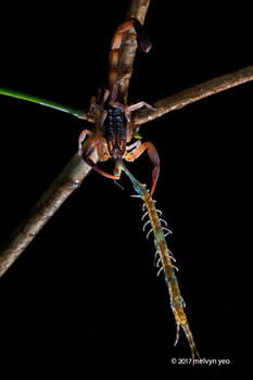 Scorpion Eating Centipede