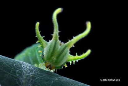 Polyura hebe plautus