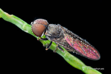 Pipunculidae - Big-headed fly