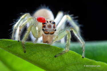 Telamonia dimidiata with mite