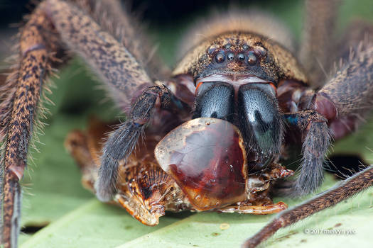 Huntsman spider