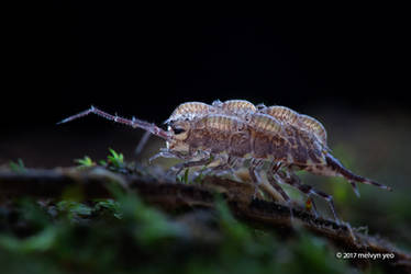 Woodlouse Parental Care