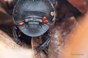 Dung Beetle with mites