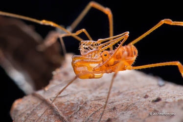 Epedanidae: Acrobuninae: Metacrobunus macrochelis