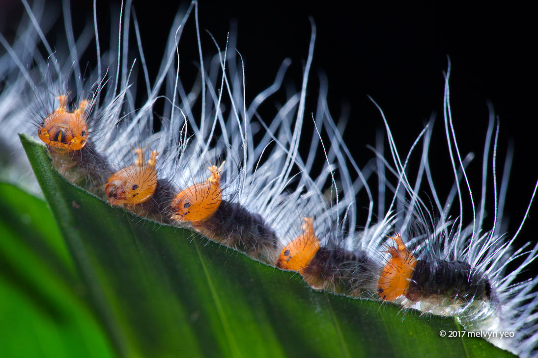 Caterpillar