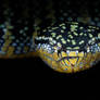 Female Wagler's Pit Viper - Tropidolaemus wagleri