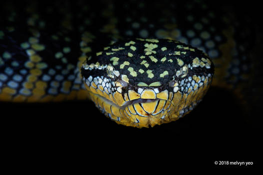 Female Wagler's Pit Viper - Tropidolaemus wagleri