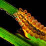 Jewel Caterpillar