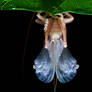 Predatory tree cricket