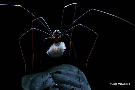 Harvestman eating fungi