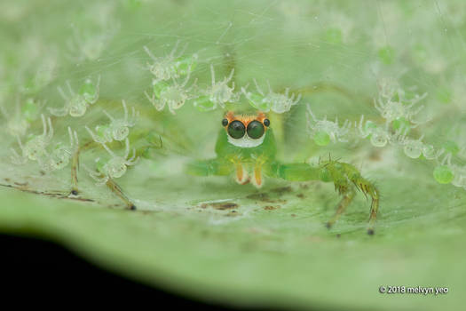 Jumping Spider and her babies