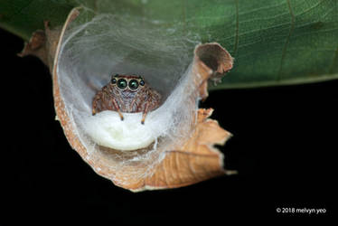 Jumping Spider nest