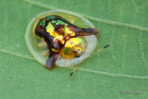 Golden Tortoise Beetle Aspidimorpha furcata