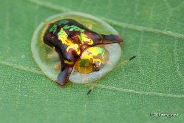 Golden Tortoise Beetle Aspidimorpha furcata