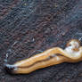 Hammerhead eating snail