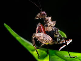 Pachymantis bicingulata