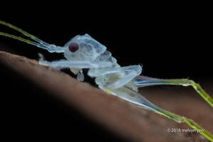 Translucent Katydid