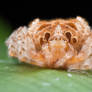 Bolas Spider, Ordgarius sexspinosus