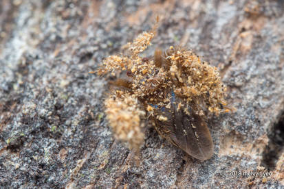 Explore the Best Leprosus Art | DeviantArt