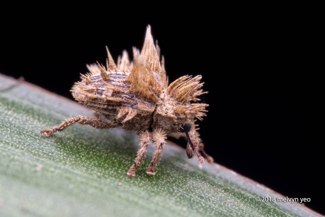 Fungus mimicking Weevil by melvynyeo Fungus mimicking Weevil by melvynyeo