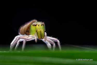 Crab Spider (Alcimochthes sp.)