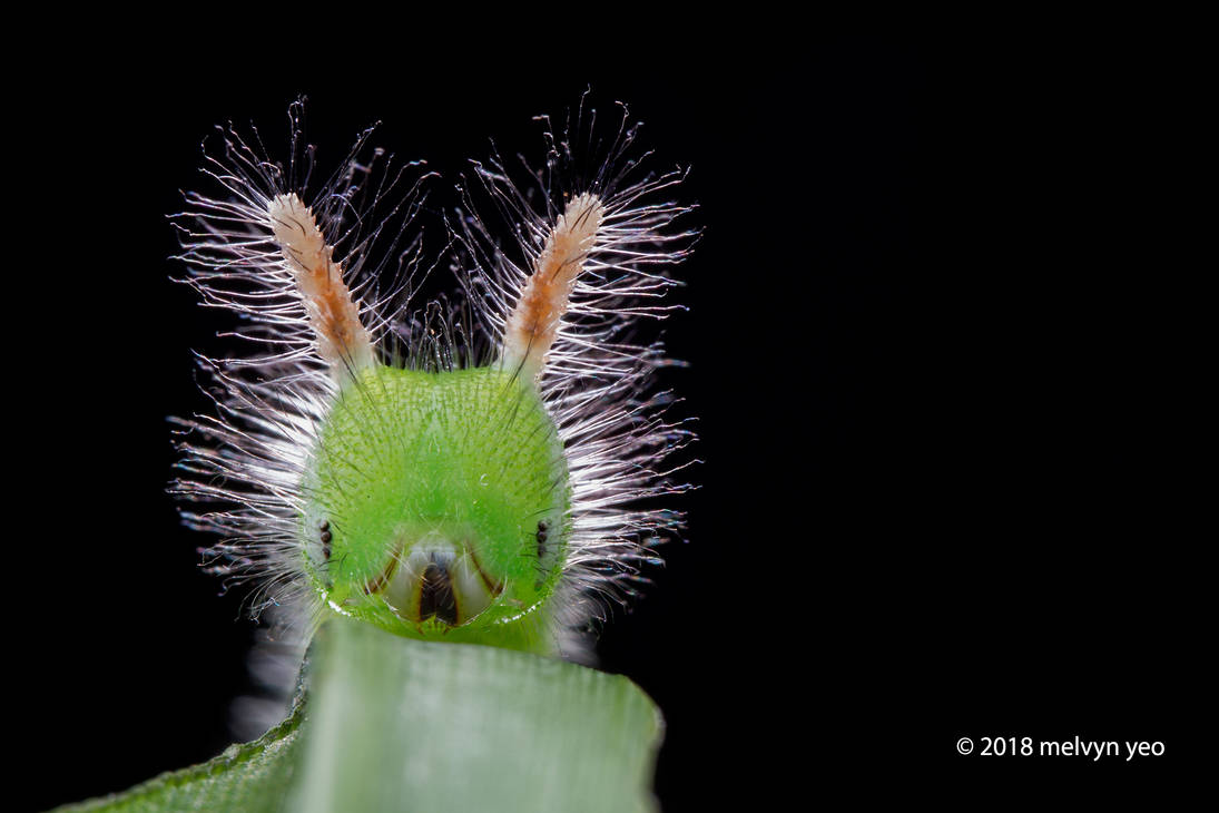 Caterpillar