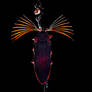 Cedar beetle (Callirhipidae)