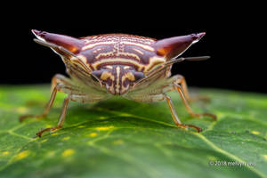 Horned Shield Bug Alcimocoris sp.