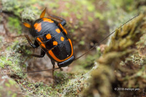 Sundablatta sexpunctata Cockroach Nymph